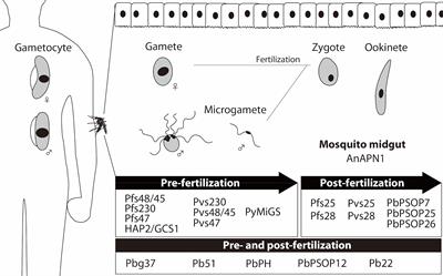 Identification of Novel Malaria Transmission-Blocking Vaccine Candidates